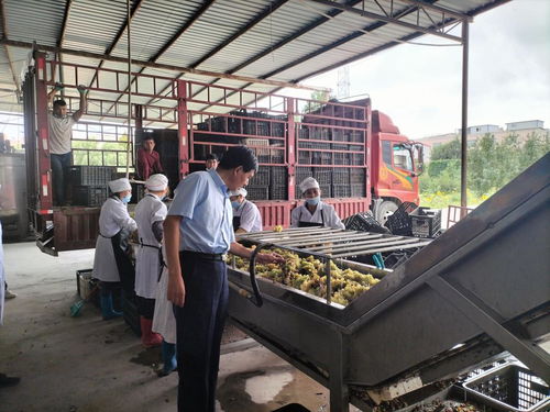 學黨史 辦實事 我校農(nóng)產(chǎn)品加工科技服務(wù)團隊赴阿瓦提刀郎慕薩萊思公司開展科技服務(wù)